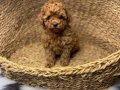 SAFKAN TOY POODLE YAVRULARIM