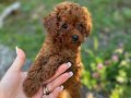 RED BROWN TOY POODLE BEBEKLER