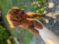 RED BROWN TOY POODLE BEBEKLER