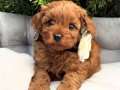 KIZIL MALTİPOO YAVRULARIMIZ