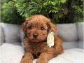 KIZIL MALTİPOO YAVRULARIMIZ