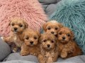 ÇOK TATLI MALTİPOO KARDEŞLER
