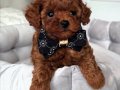 KORE SURATLI POODLE BEBEKLERİMİZ