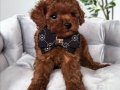 KORE SURATLI POODLE BEBEKLERİMİZ