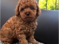 RED BROWN TOY POODLE BEBEKLER