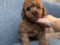 RED BROWN TOY POODLE BEBEKLER