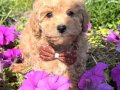 GÜLEN YÜZLÜ MALTİPOO BEBEKLER