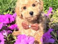 SAF IRK GARANTİLİ MALTİPOO YAVRULARIMIZ 