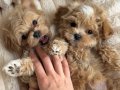 KORE MALTİPOO YAVRULARIMIZ