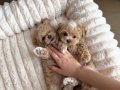KORE MALTİPOO YAVRULARIMIZ