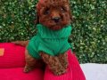 KÜÇÜK MİKİ TOY POODLE YAVRUMUZ