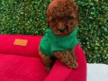 KÜÇÜK MİKİ TOY POODLE YAVRUMUZ