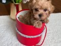 SAFKAN GÜZELLERİ GÜZELİ MALTİPOO YAVRULARIMIZ