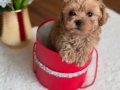 SAFKAN GÜZELLERİ GÜZELİ MALTİPOO YAVRULARIMIZ
