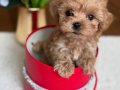 SAFKAN GÜZELLERİ GÜZELİ MALTİPOO YAVRULARIMIZ