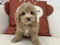 PEMBİŞ BURUNLU MALTİPOO YAVRUMUZ