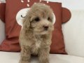 PEMBİŞ BURUNLU MALTİPOO YAVRUMUZ