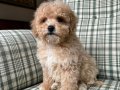 KG GARANTİLİ MALTİPOO BEBEKLERİMİZ