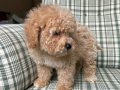 KG GARANTİLİ MALTİPOO BEBEKLERİMİZ