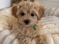 WC EĞİTİMLİ MALTİPOO BEBEKLERİMİZ