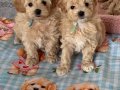 WC EĞİTİMLİ MALTİPOO BEBEKLERİMİZ