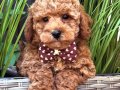 RED TOY POODLE BEBEKLERİMİZ SAFKAN