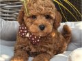 RED TOY POODLE BEBEKLERİMİZ SAFKAN