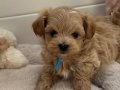KORE MALTİPOO YAVRULARIMIZ