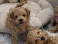 KORE MALTİPOO YAVRULARIMIZ