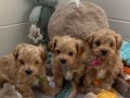 KORE MALTİPOO YAVRULARIMIZ