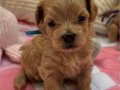 SAFKAN KORE MALTİPOO YAVRULARI