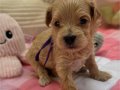 SAFKAN KORE MALTİPOO YAVRULARI