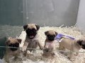 SAFKAN PUG MOPS YAVRULAR