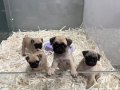 SAFKAN PUG MOPS YAVRULAR