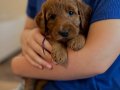 KIZIL MALTİPOO BEBEKLERİMİZ