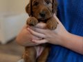 KIZIL MALTİPOO BEBEKLERİMİZ