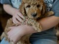 IRK GARANTİLİ TOY POODLE YAVRULARIMIZ