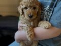 IRK GARANTİLİ TOY POODLE YAVRULARIMIZ