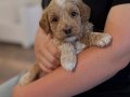 MASKELİ MALTİPOO BEBEKLERİMİZ