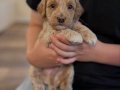 MASKELİ MALTİPOO BEBEKLERİMİZ