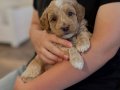 MASKELİ MALTİPOO BEBEKLERİMİZ