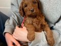 MİNİK MALTİPOO YAVRULARIMIZ