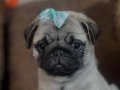 SAFKAN PUG MOPS BEBEKLERİMİZ