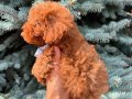 RED BROWN TOY POODLE BEBEKLER