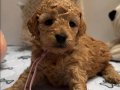 TOY POODLE BEBEKLERİMİZ YENİ EVLERİNİ BEKLİYOR