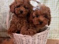 AŞILI TOY POODLE BEBEKLER 