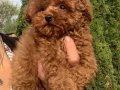 KORE POODLE BEBEKLERİMİZ YENİ YUVASINI BEKLİYOR
