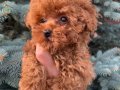 KORE POODLE BEBEKLERİMİZ YENİ YUVASINI BEKLİYOR