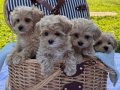 SEPET DOLUSU MALTİPOO YAVRULARI
