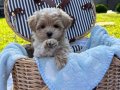 SEPET DOLUSU MALTİPOO YAVRULARI